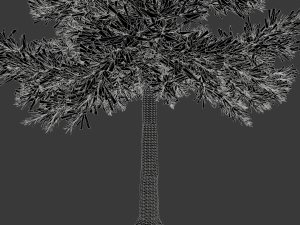 conifer tree 003 3Dモデル