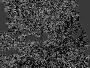conifer tree 003 3D Model