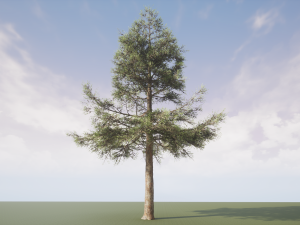 conifer tree 003 3Dモデル