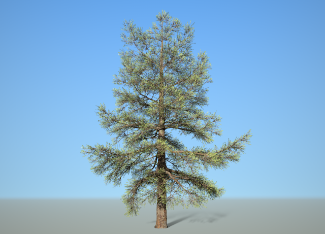 conifer tree 004 Modello 3D .c4d .max .obj .3ds .fbx .stl .blend 