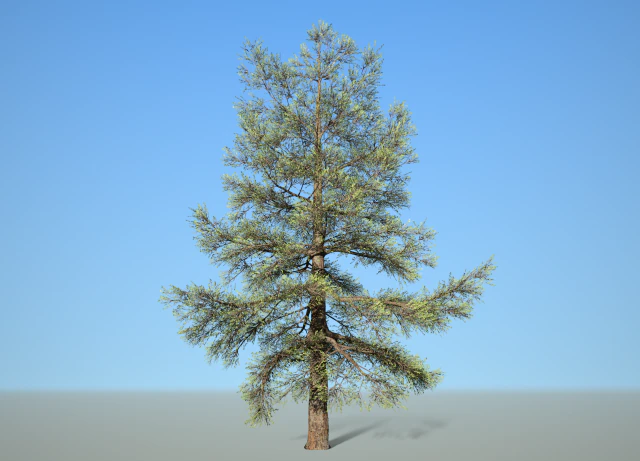 conifer tree 004 3D Model .c4d .max .obj .3ds .fbx .stl .blend 