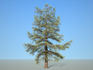 conifer tree 004 Modèle 3D
