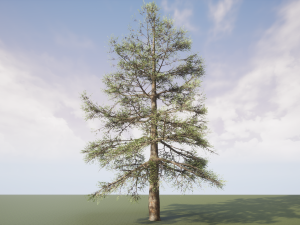 conifer tree 004 Modello 3D