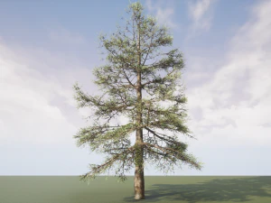 conifer tree 004 3D Model