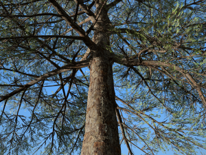 conifer tree 004 Modello 3D