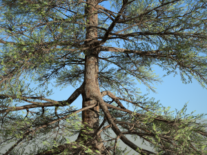 conifer tree 004 Modello 3D