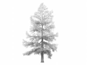 conifer tree 004 Modello 3D