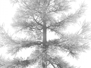 conifer tree 004 Modello 3D