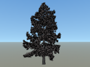 conifer tree 004 Modello 3D