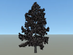conifer tree 004 3D Model