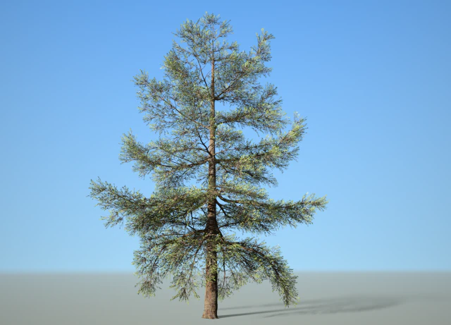 conifer tree 005 3D Model .c4d .max .obj .3ds .fbx .stl .blend 