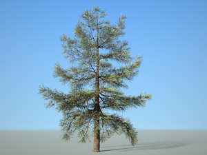 conifer tree 005 3D 모델