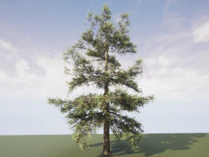 conifer tree 005 3D Model