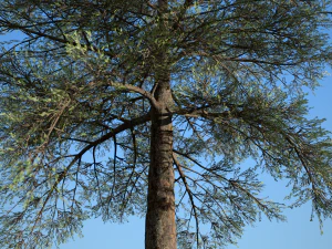 conifer tree 005 3D Model