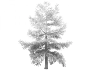 conifer tree 005 3D Model