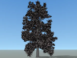 conifer tree 005 3D Model