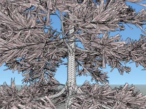 conifer tree 005 3D Model