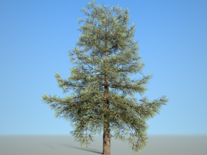 conifer tree 005 3D Model