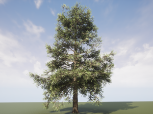 conifer tree 005 3D Model