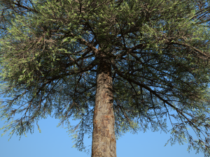 conifer tree 005 3D Model