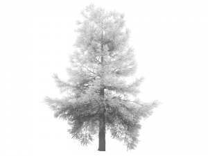 conifer tree 005 3D Model