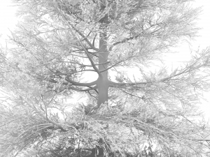 conifer tree 005 3D Model