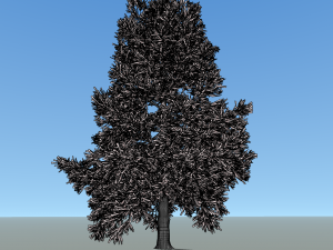 conifer tree 005 3D Model