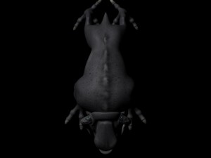 fatshema Model 3D