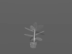 rubber plant vr-ar game ready highly detailed 3D Model