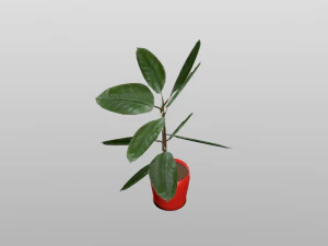 rubber plant vr-ar game ready highly detailed 3D Model