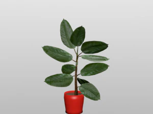 rubber plant vr-ar game ready highly detailed 3D Model