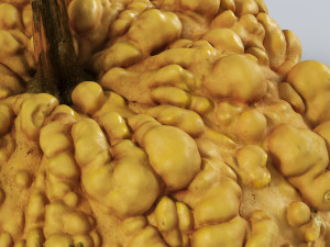 005 Pumpkin 3D-Modell