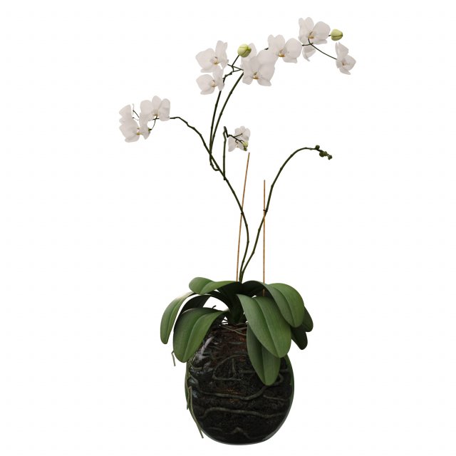 orchid in a glass flowerpot Modelo 3D .c4d .max .obj .3ds .fbx .stl .blend 