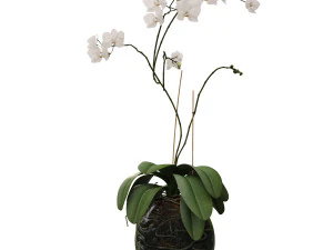 orchidea in un vaso di fiori di vetro Modello 3D