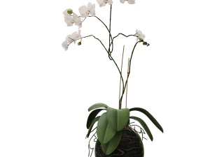 orchid in a glass flowerpot 3D Model
