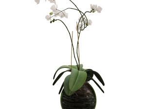 orchid in a glass flowerpot Modelo 3D