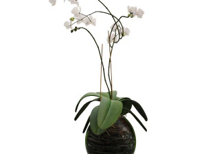 orchid in a glass flowerpot 3D Model