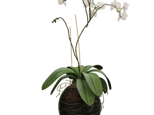 orchid in a glass flowerpot Modelo 3D