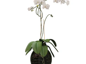 orchid in a glass flowerpot 3D Model