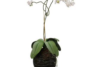 orchid in a glass flowerpot 3D Model