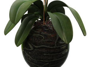 orchid in a glass flowerpot Modelo 3D