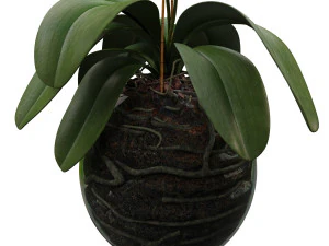 orchid in a glass flowerpot 3D Model