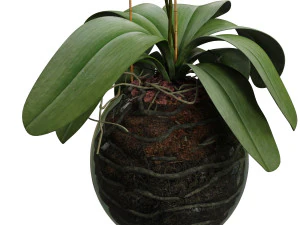 orchid in a glass flowerpot 3D Model