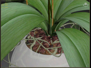 orchid in a glass flowerpot 3D Model