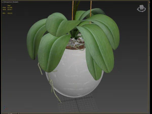 orchid in a glass flowerpot 3D Model