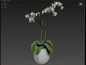 orchid in a glass flowerpot 3D Model