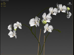 orchid in a glass flowerpot Modelo 3D