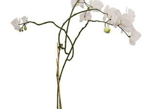 orchid in a glass flowerpot Modelo 3D