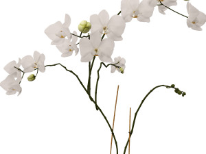 orchid in a glass flowerpot Modelo 3D