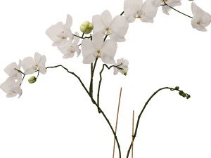 orchid in a glass flowerpot 3D Model